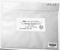 Image of Gibberella bresadolae